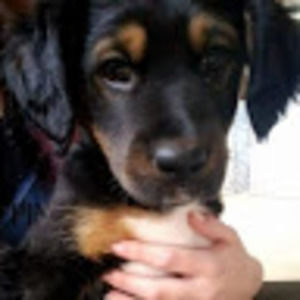 Meet your Posher, Alexa